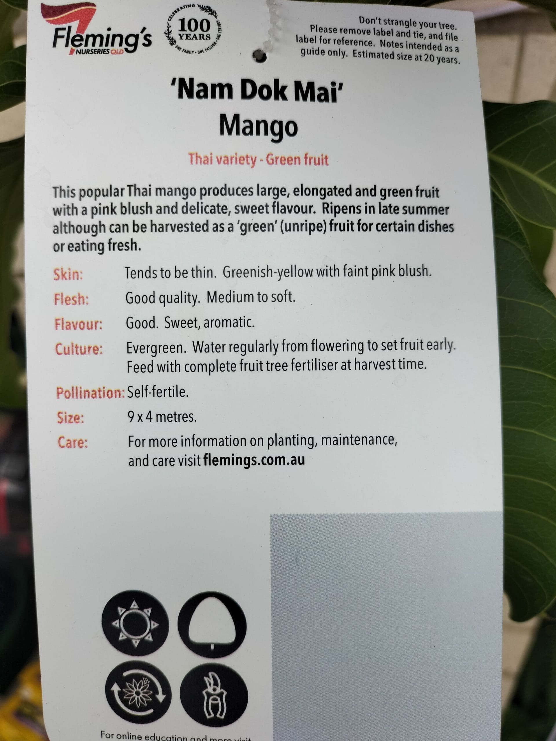 Dwarf Osteen Mango