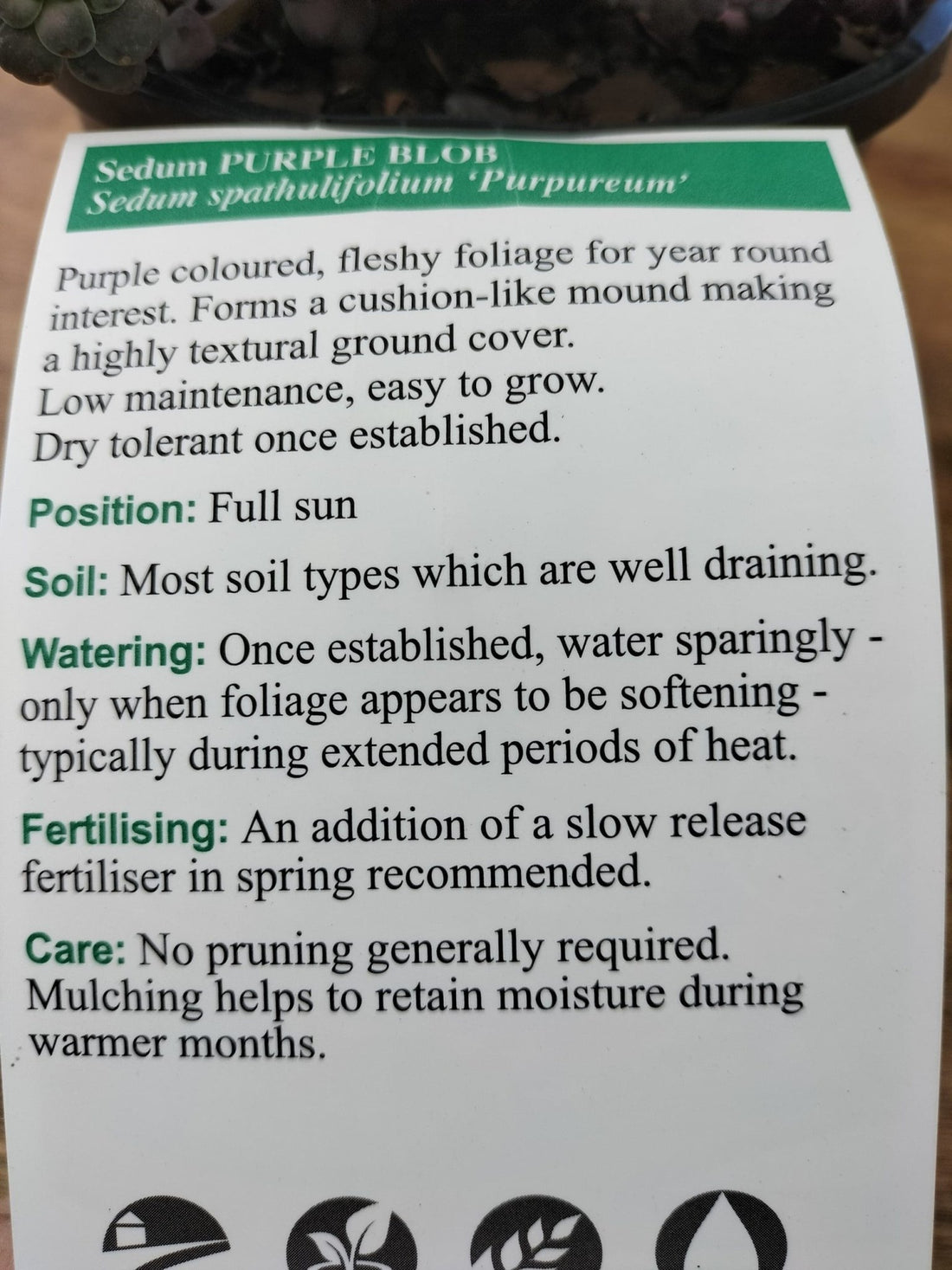 Sedum 'Purple Blob' - Ladybird Nursery