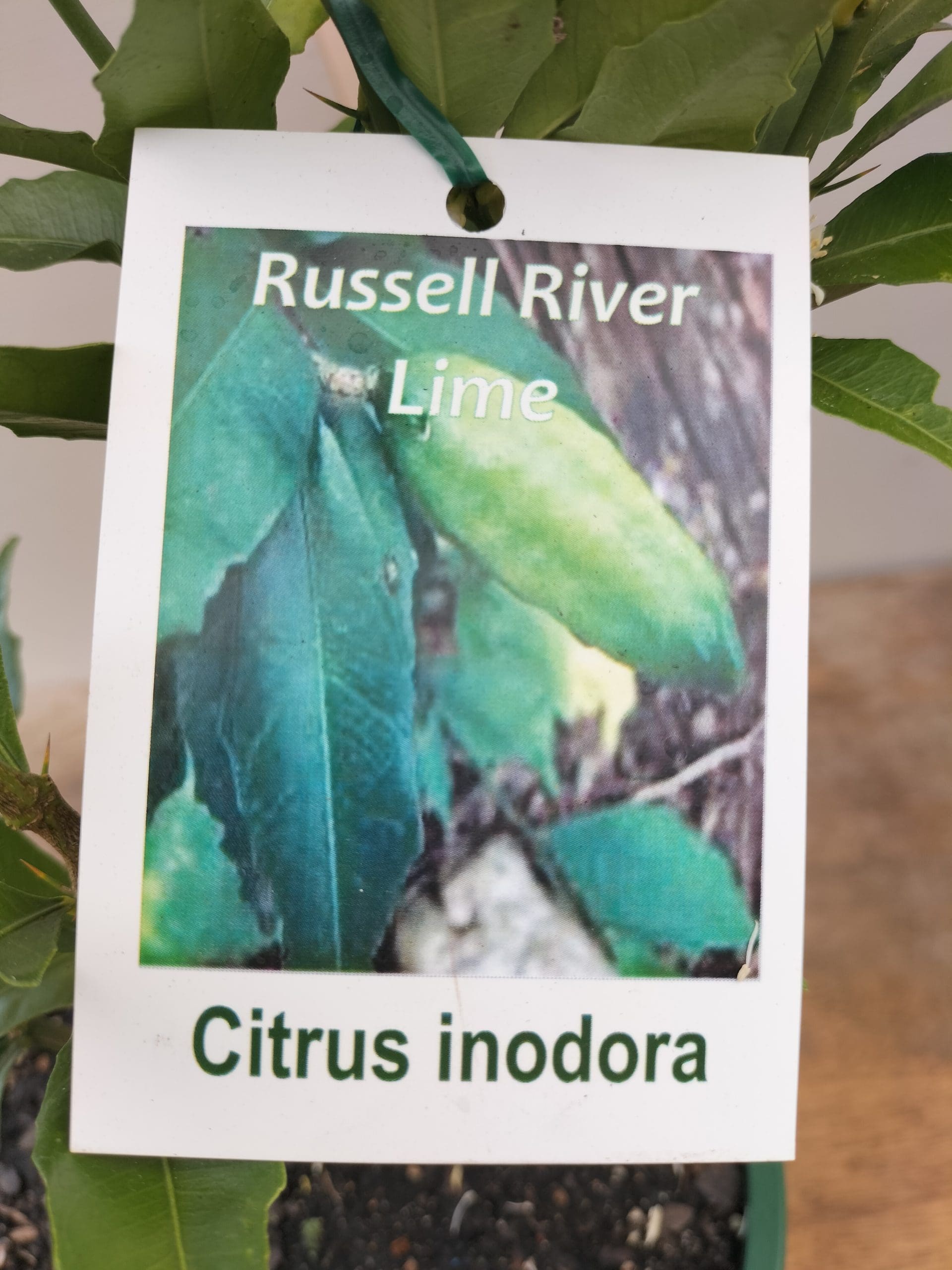 Russel River Lime (QLD Only)