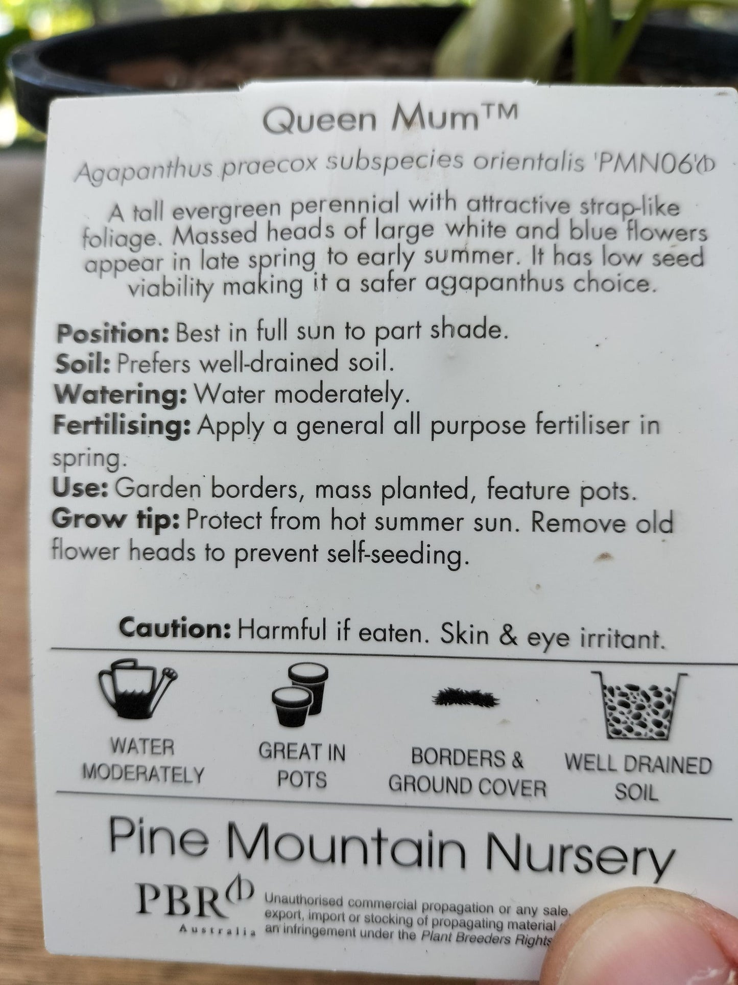 Agapanthus 'Queen Mum'