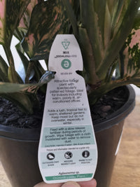 Aglaonema Shade or Indoor Plant - Ladybird Nursery