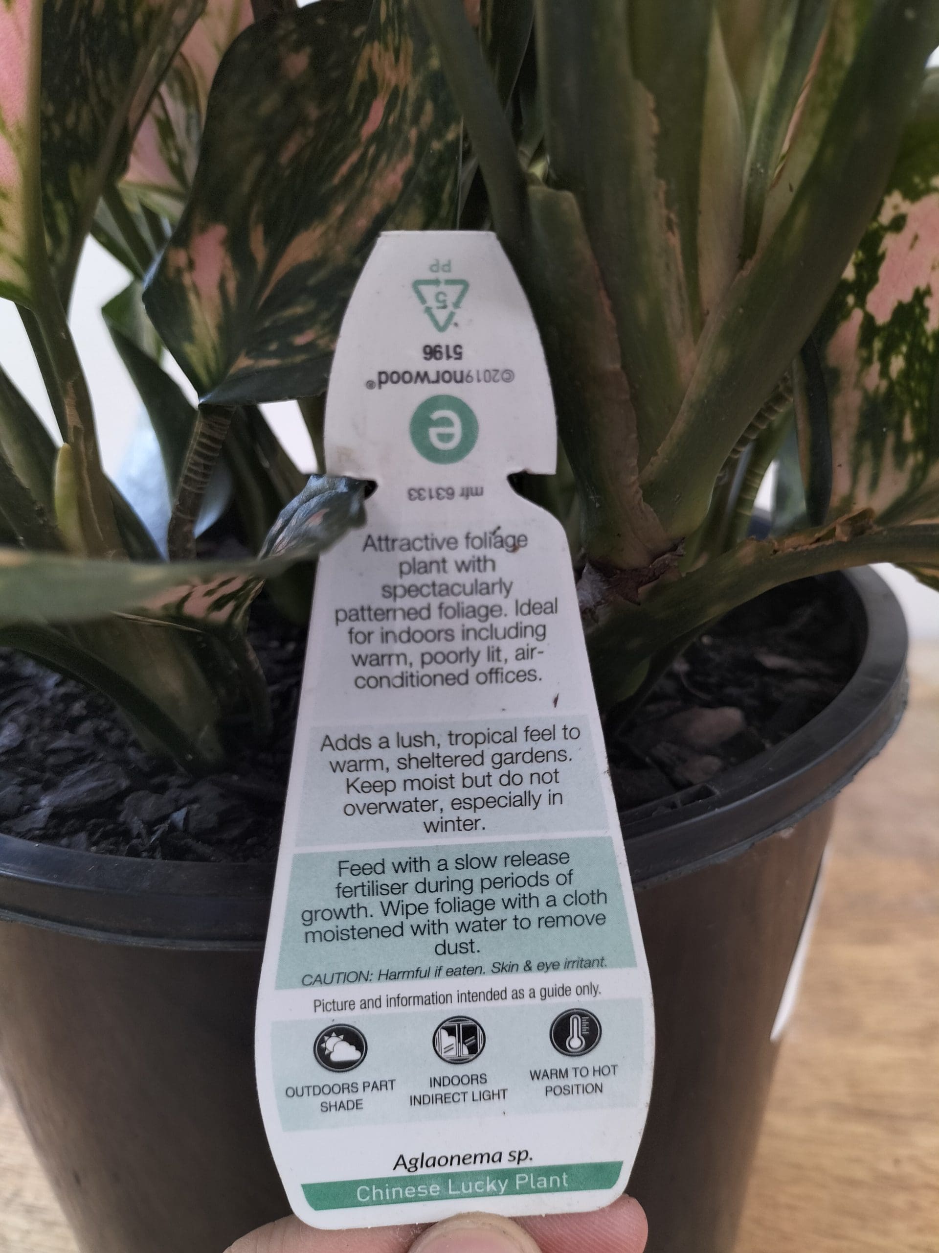 Aglaonema Shade or Indoor Plant - Ladybird Nursery