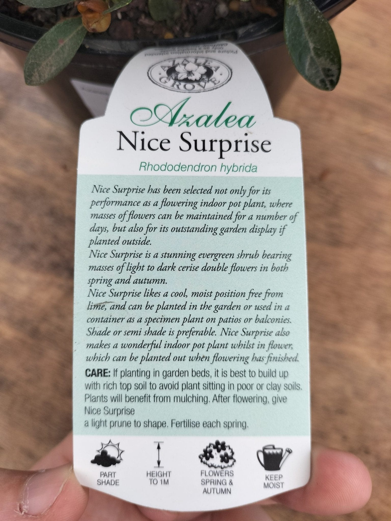 Azalea Nice Surpise - Ladybird Nursery