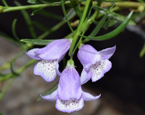 Emu Bush Blue (Eremophila Summertime) - Ladybird Nursery