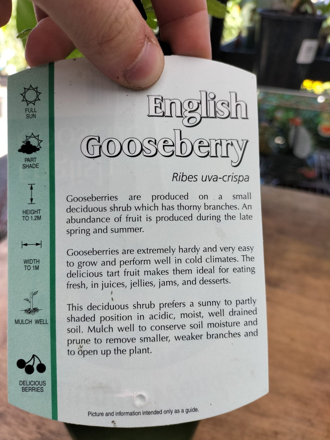 Gooseberry 'English' - Ladybird Nursery