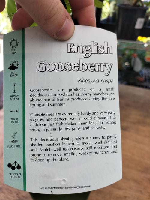Gooseberry 'English' - Ladybird Nursery