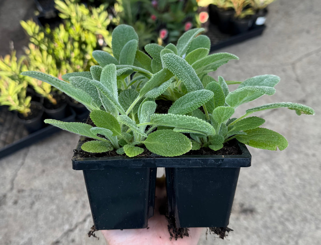 Lamb's Ears (Stachys byzantina) 4Cell Pot