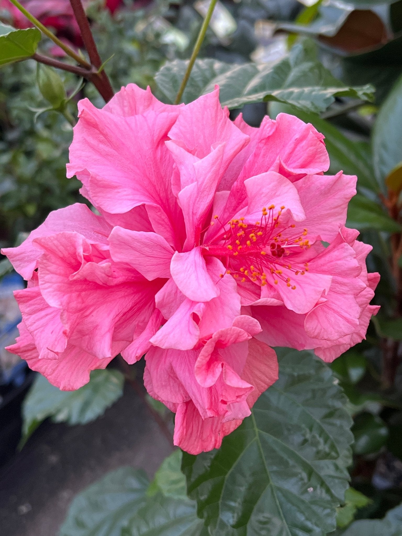 Hibiscus 'Mrs George Davis' (Hibiscus rosa-sinensis) - Large - Ladybird Nursery