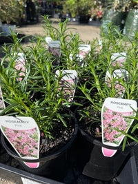 Rosemary 'Pink Remembrance'