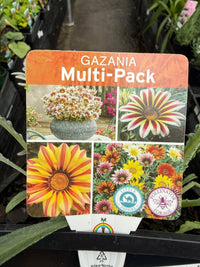 Gazania Silver Leaf Mix - 4cell pot (PICK UP ONLY) - Ladybird Nursery