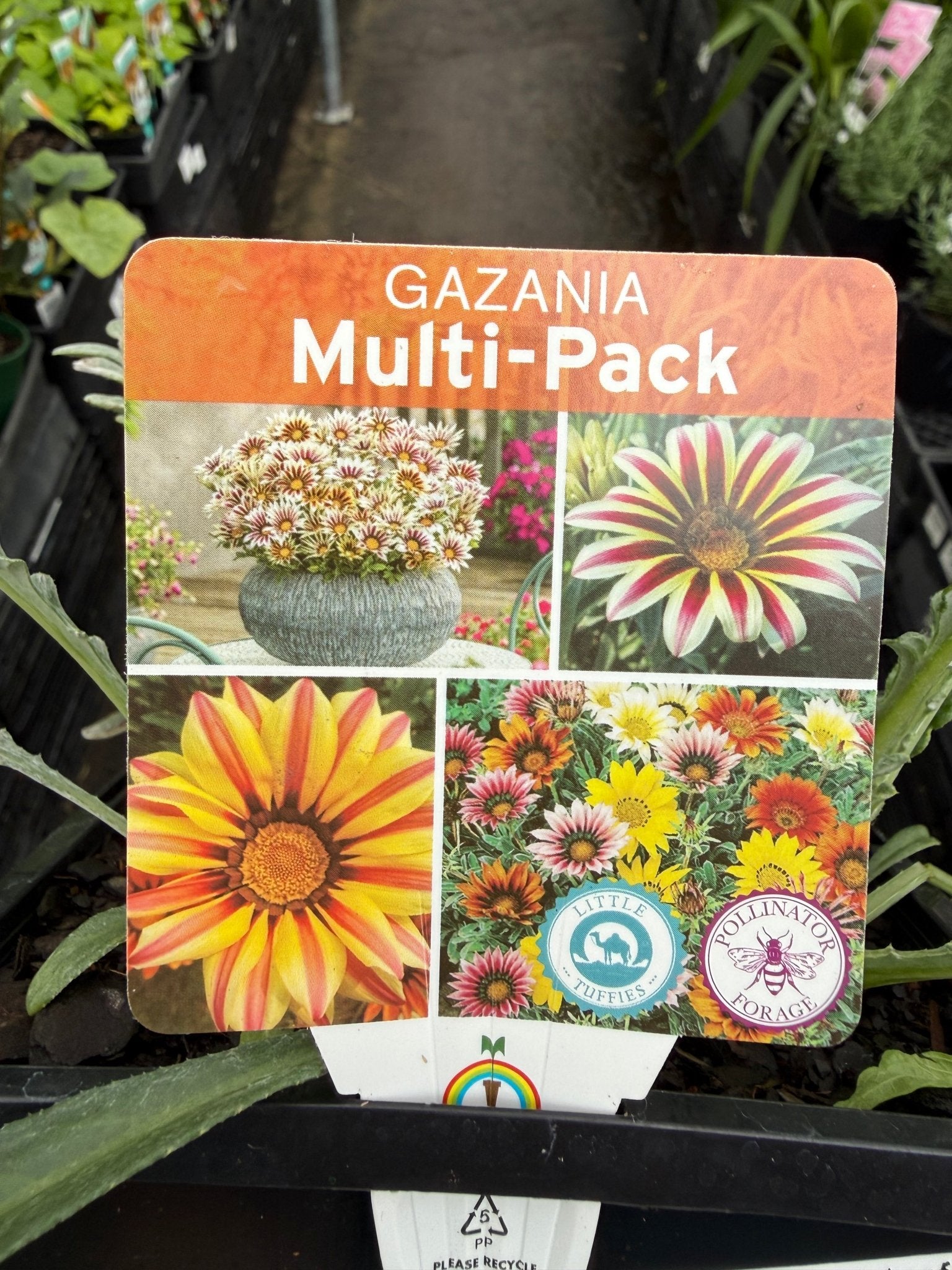 Gazania Silver Leaf Mix - 4cell pot (PICK UP ONLY) - Ladybird Nursery