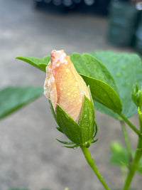 Hibiscus 'Flamenco™ Adonicus White' - Large - Ladybird Nursery