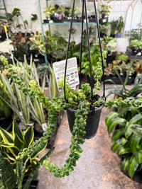 Lipstick Plant 'Super Curly' (Aeschynanthus) - Ladybird Nursery