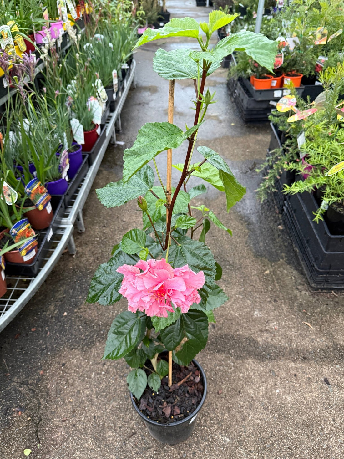 Hibiscus 'Mrs George Davis' (Hibiscus rosa-sinensis) - Large - Ladybird Nursery