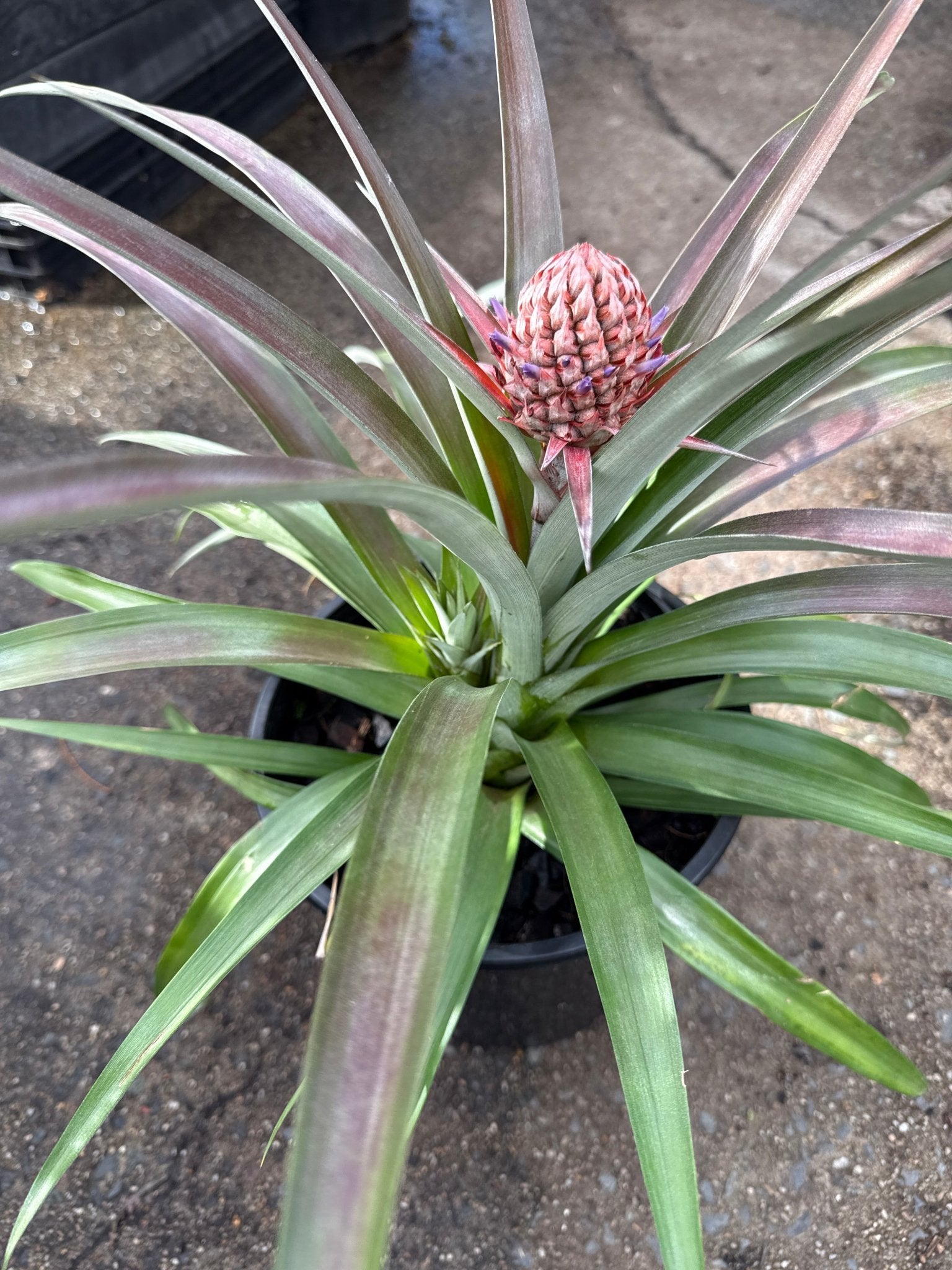 dwarf pineapple tree potted plant Sweet Treat Dwarf Pineapple Fruit Tree – Buy Now! – Ladybird Nursery