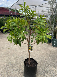 Native Frangipani - Advanced (PICKUP ONLY) - Ladybird Nursery