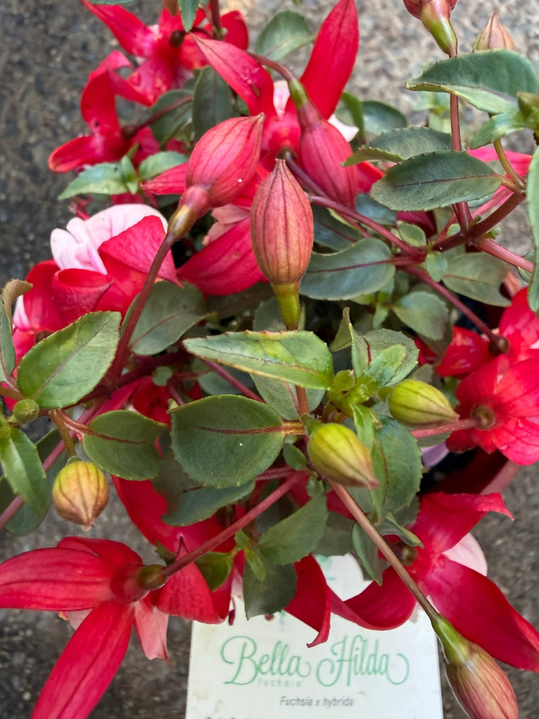 Fuchsia 'Bella Hilda' - Ladybird Nursery