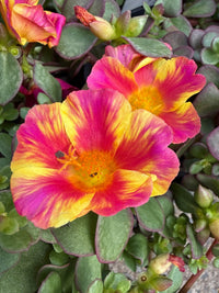 Portulaca Pazzaz 140mm - Ladybird Nursery