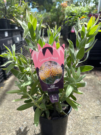 Leucospermum 'Carnival Peach' - Ladybird Nursery