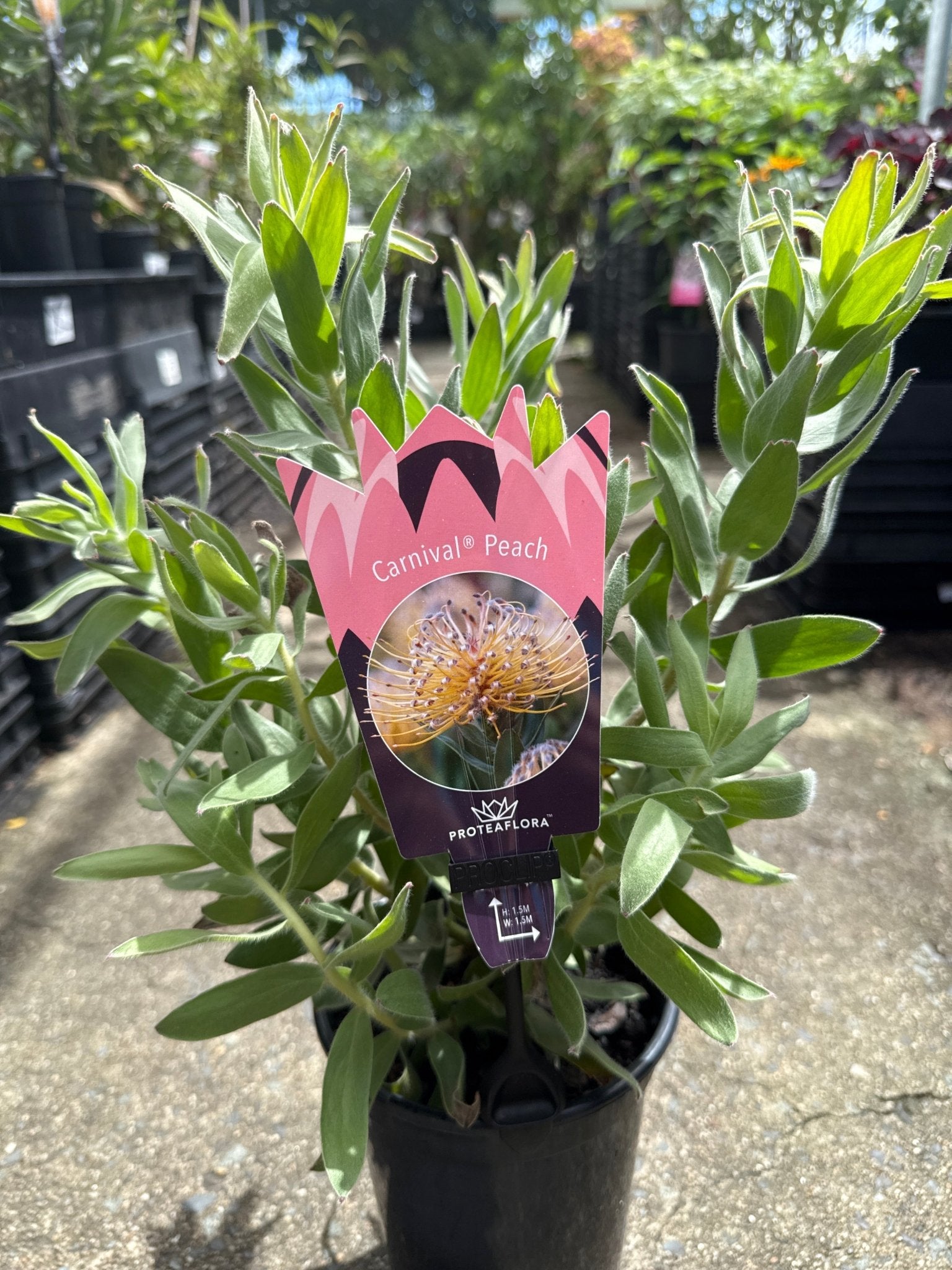 Leucospermum 'Carnival Peach' - Ladybird Nursery