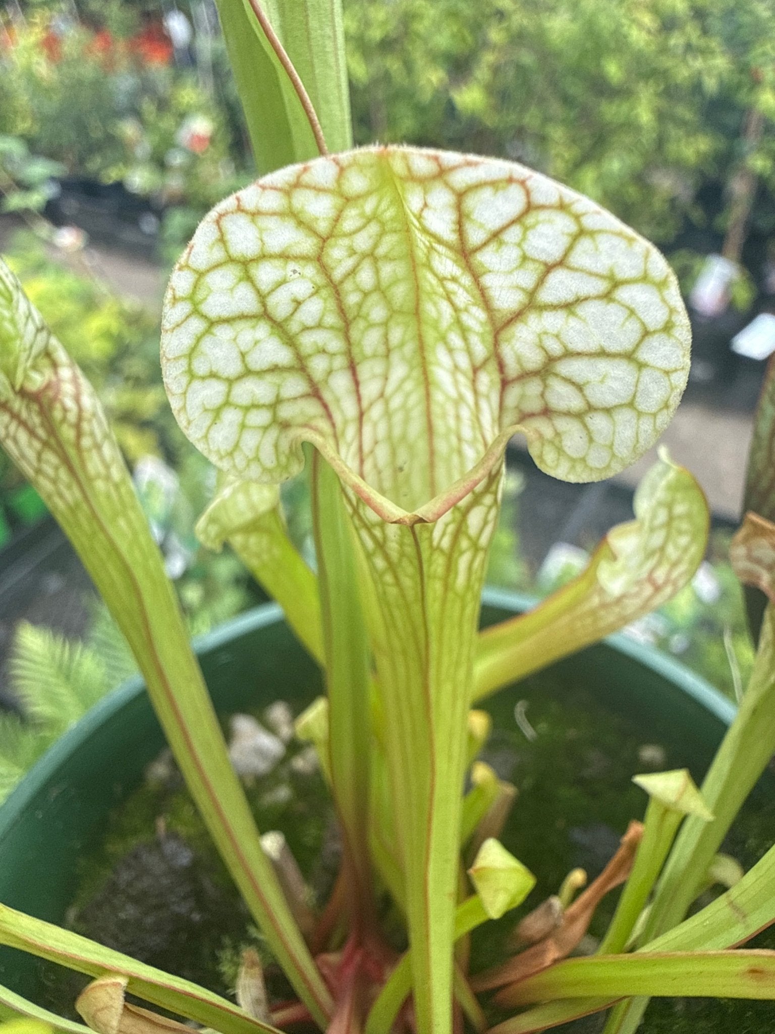 Pitcher Plant (Sarracenia umlauftiana) 100mm Pot - Ladybird Nursery