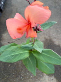 Canna Cannova 'Mango' - Ladybird Nursery