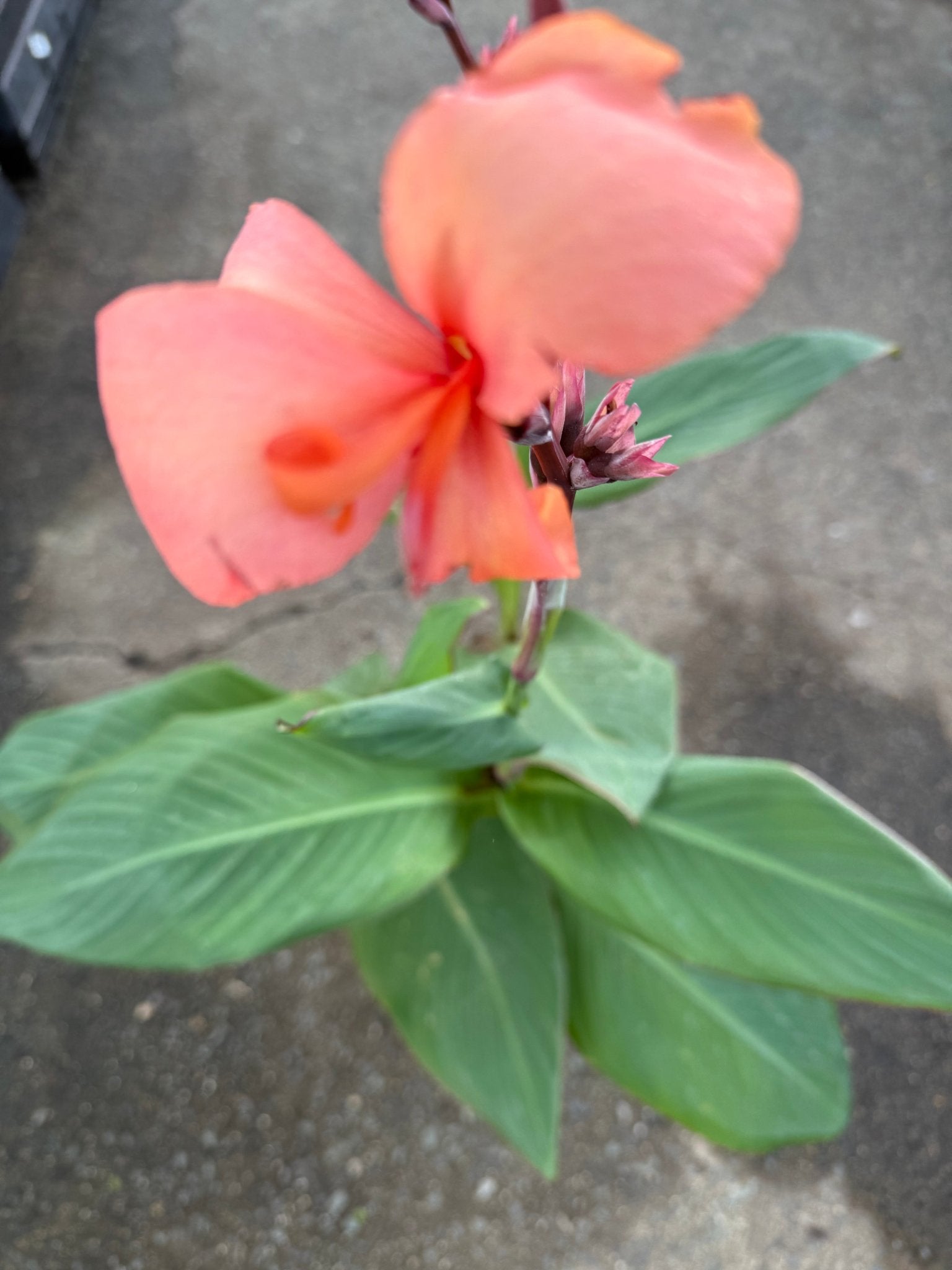 Canna Cannova 'Mango' - Ladybird Nursery