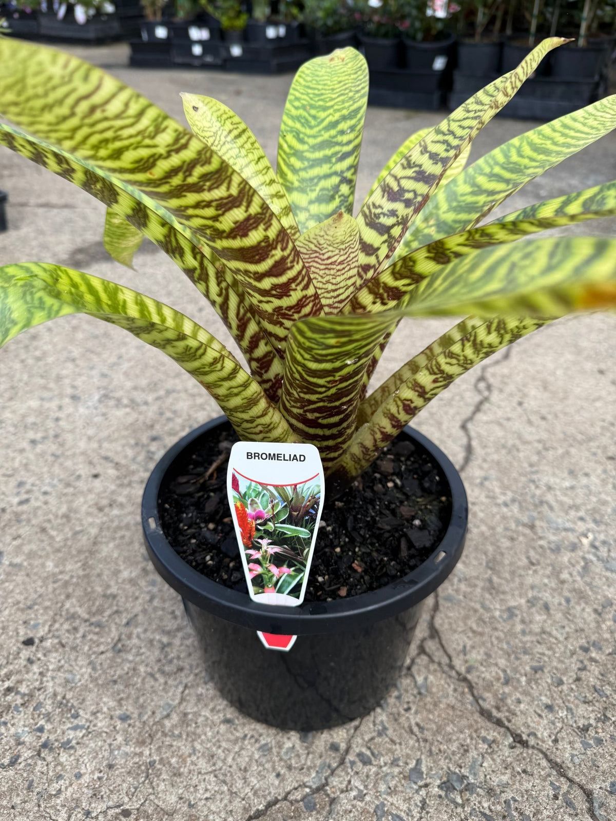 Bromeliad Vriesea (Assorted) - Large - Ladybird Nursery