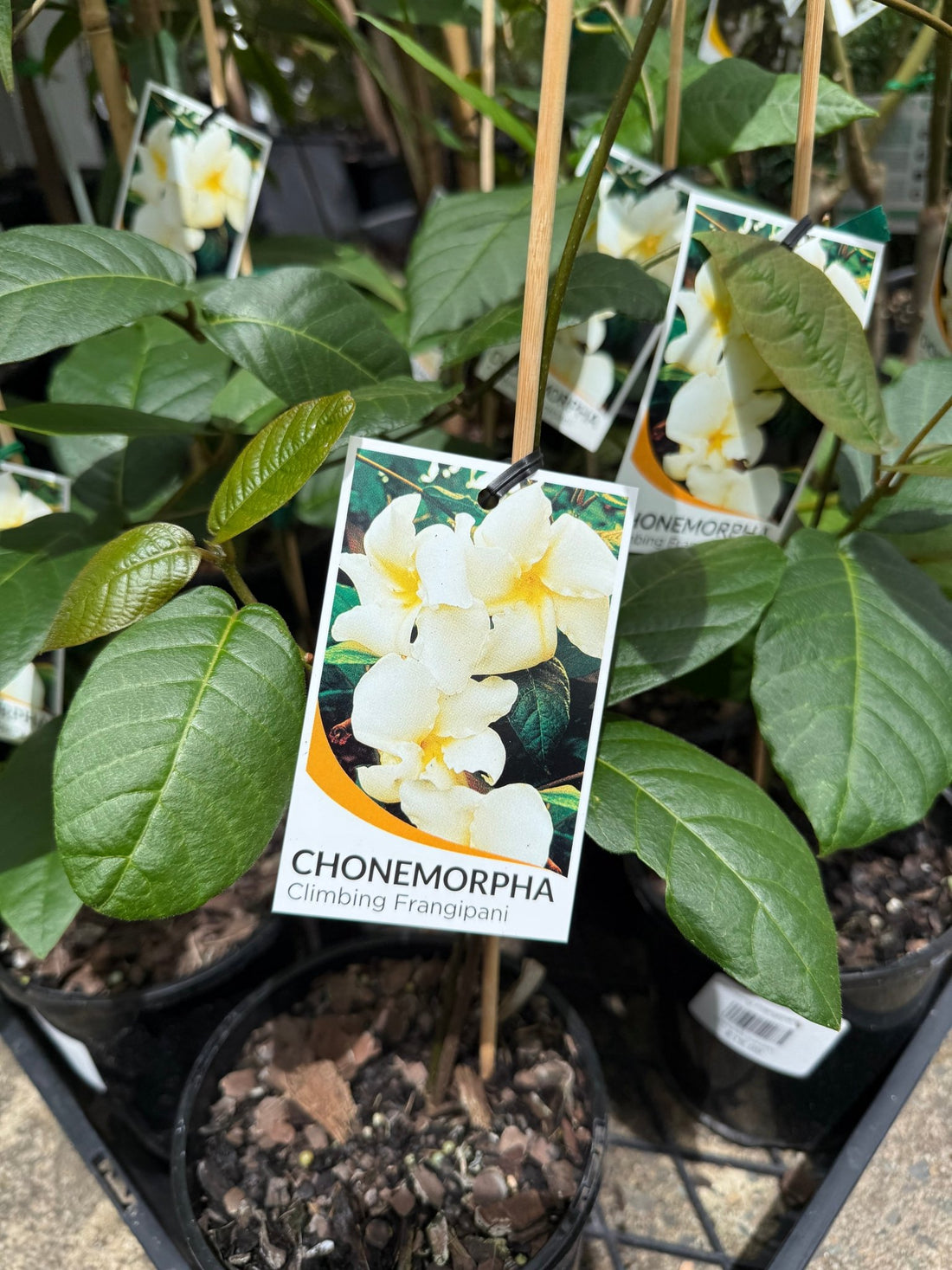 Climbing Frangipani (Chonemorpha fragrans) - Ladybird Nursery