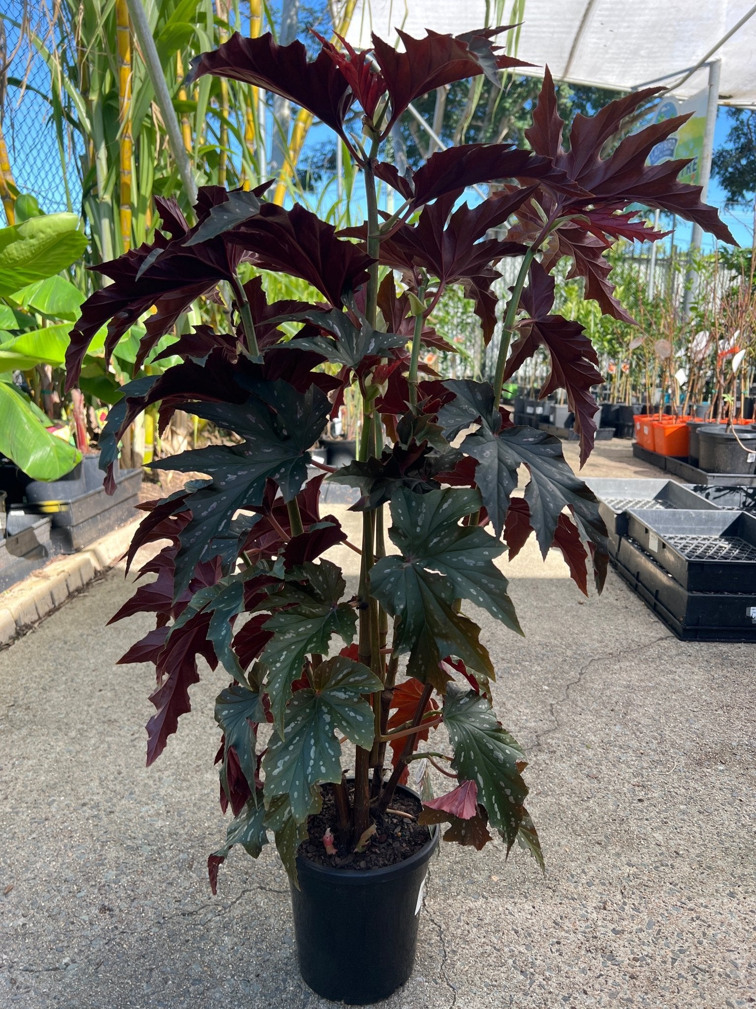 Begonia 'Sophie Cecile' - Ladybird Nursery