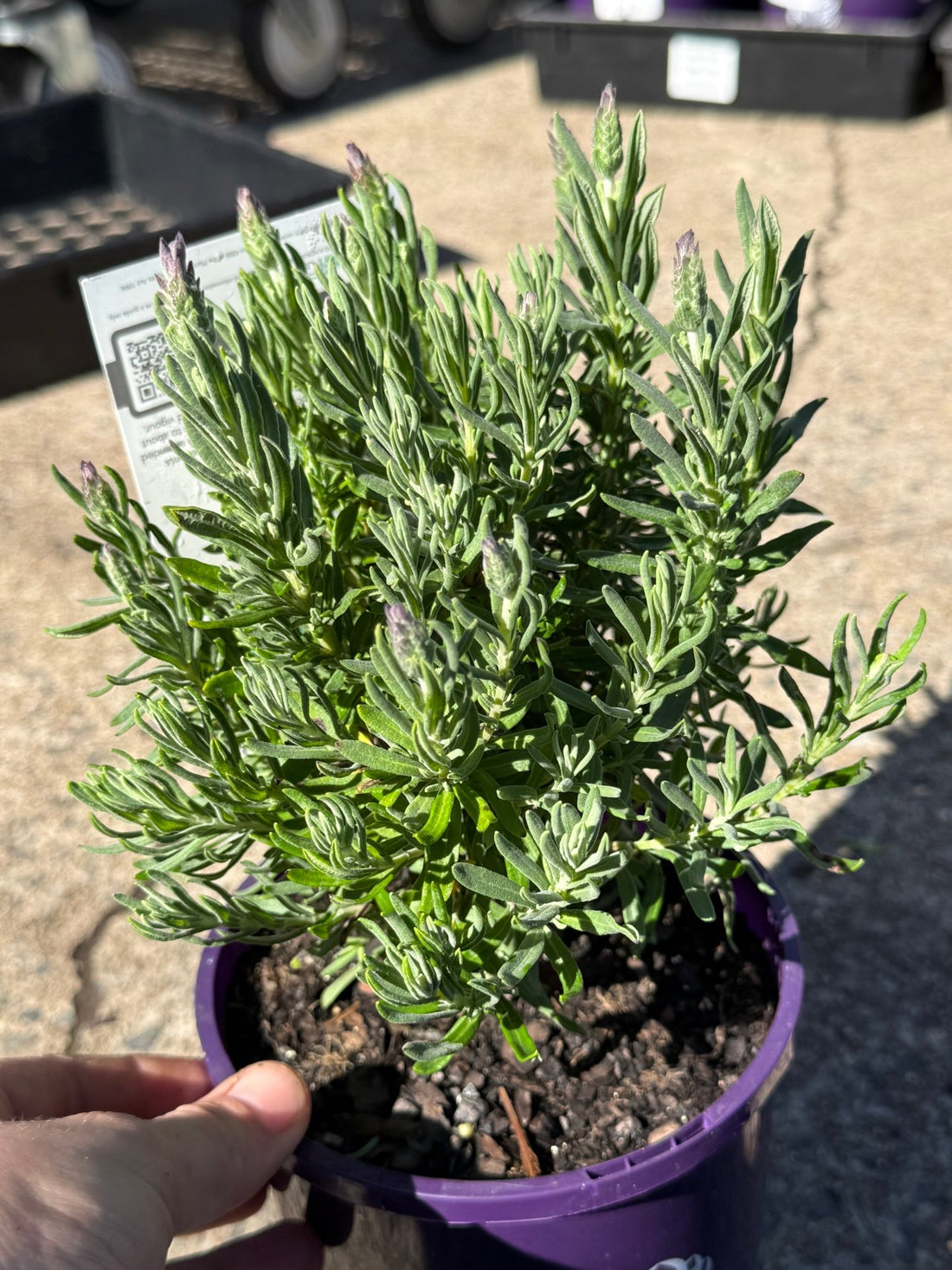 Lavender 'The Prince' - Ladybird Nursery