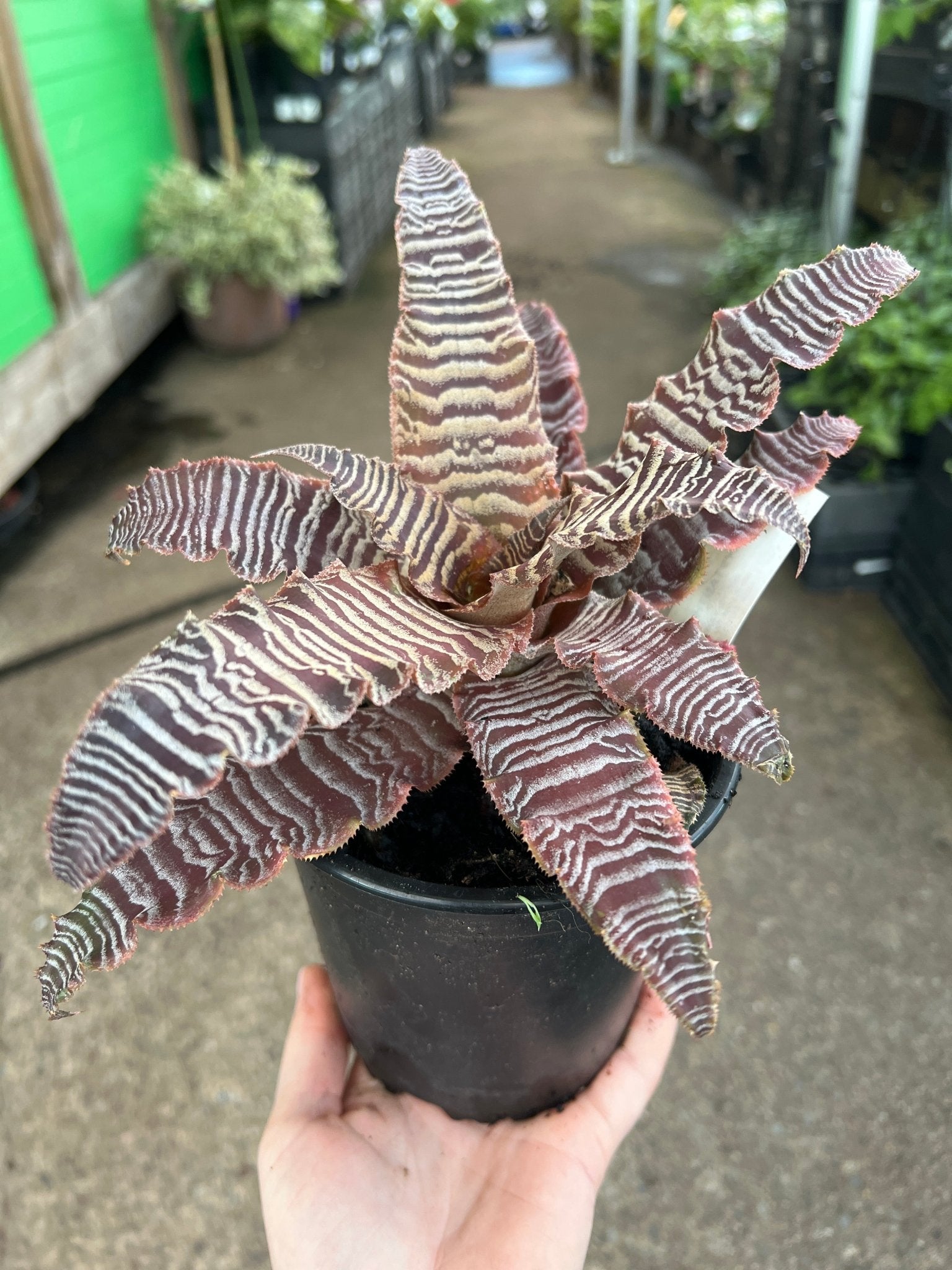 Desert Star (Cryptanthus) - Ladybird Nursery