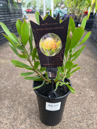 Leucospermum ‘Mardi Gras Petite’ - Ladybird Nursery