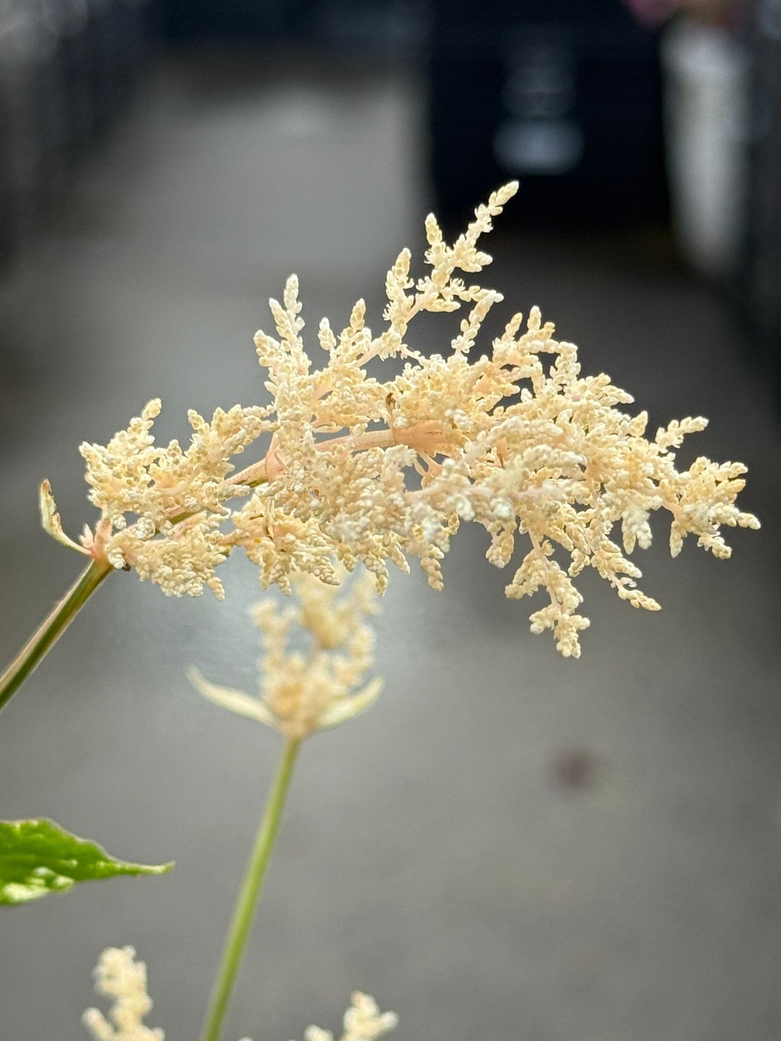 Amaranthus 'Fluffy Duck' - Ladybird Nursery