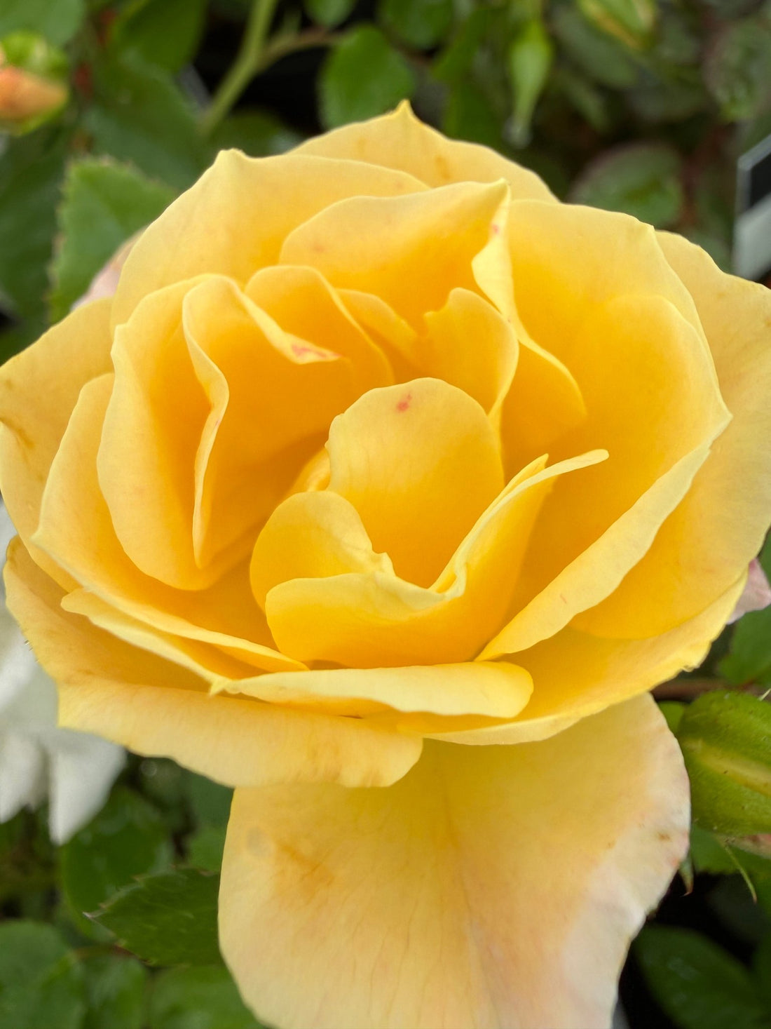 Rose Jewel Miniature Yellow (Rosa) - Ladybird Nursery
