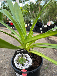 Agapanthus 'Queen Mum' - Large - Ladybird Nursery