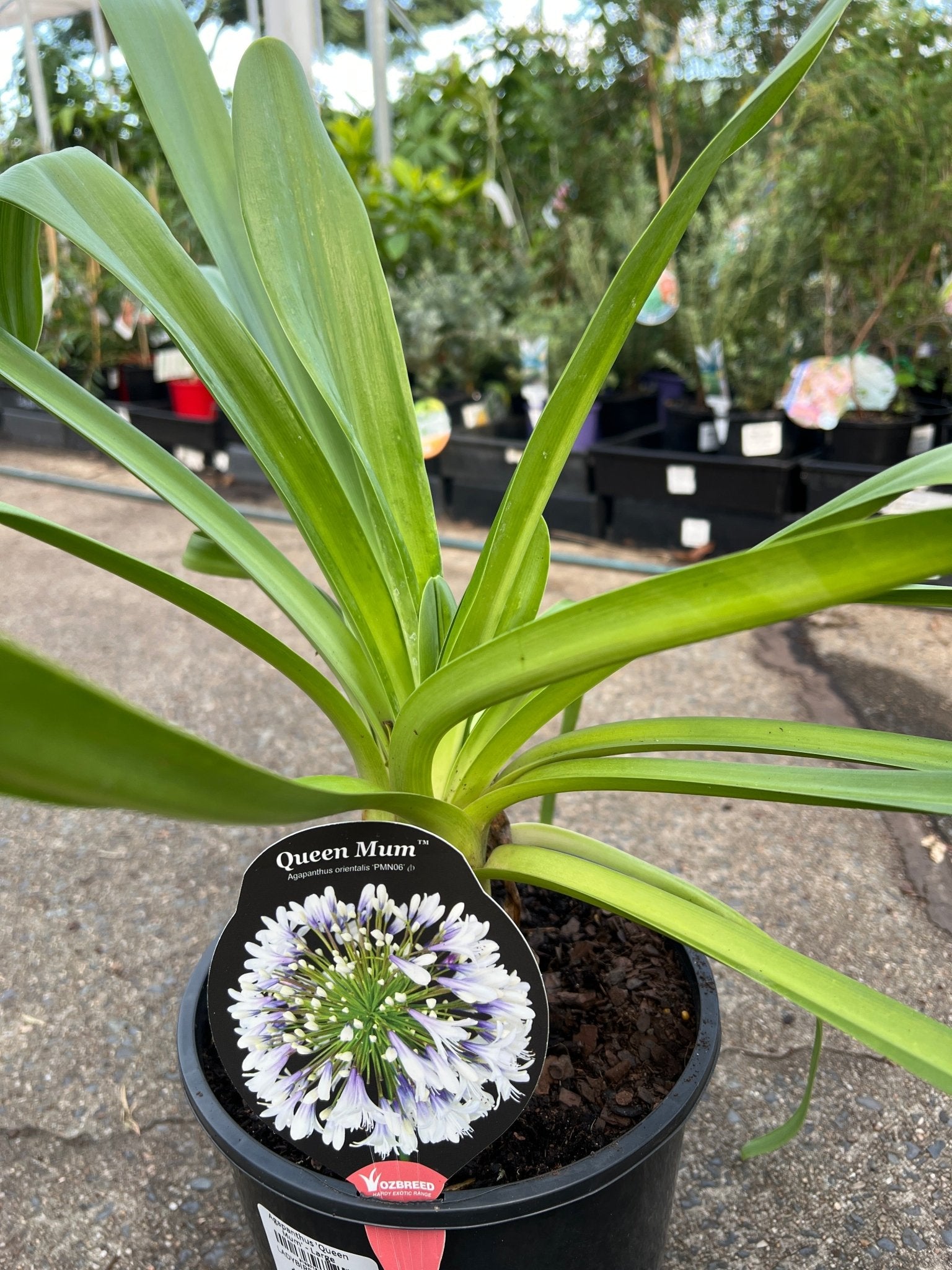 Agapanthus 'Queen Mum' - Large - Ladybird Nursery