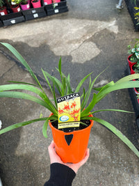 Kangaroo Paw 'Orange Cross' (Anigozanthos) - Ladybird Nursery