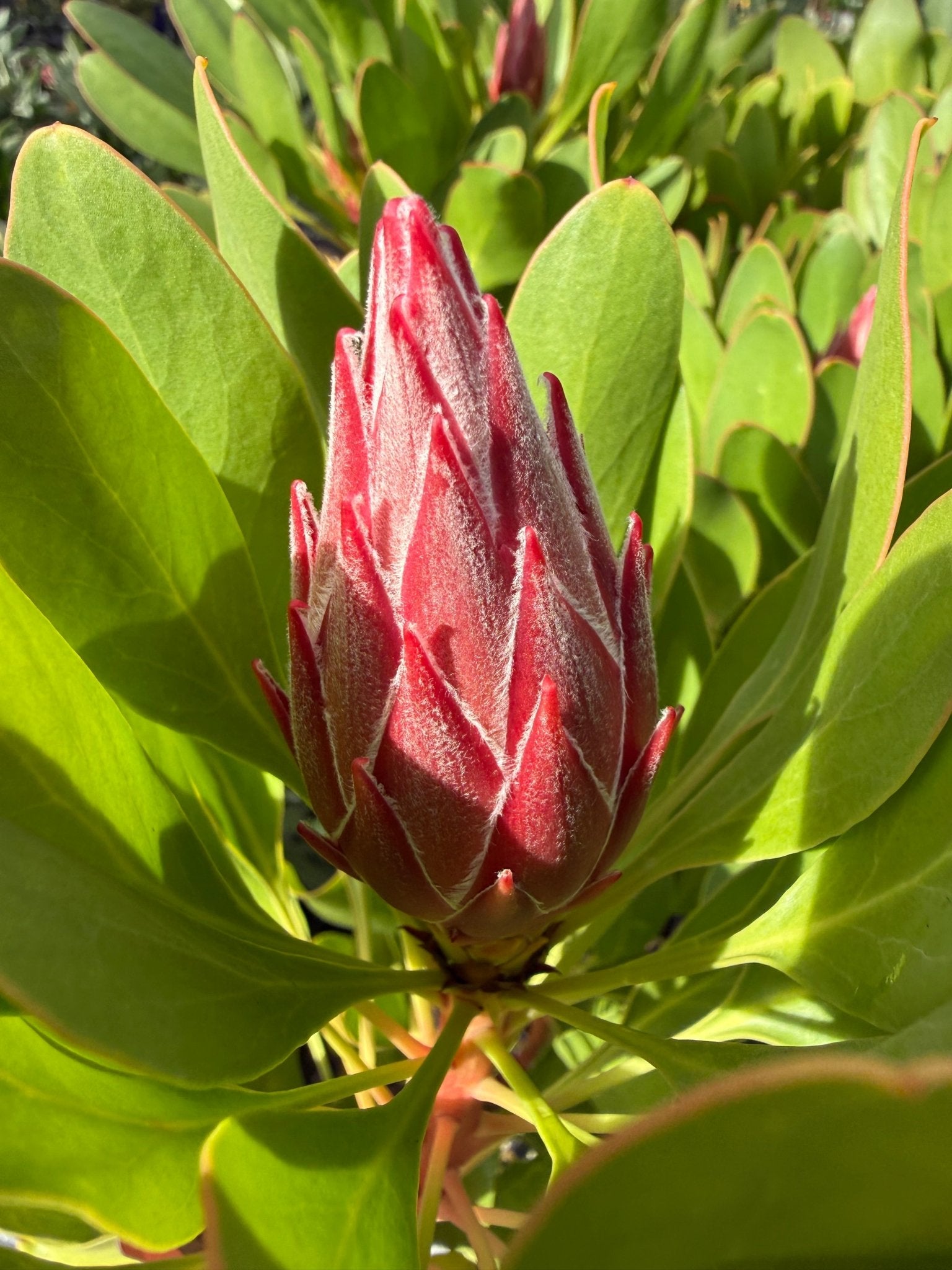 Protea 'Little Prince' - Ladybird Nursery