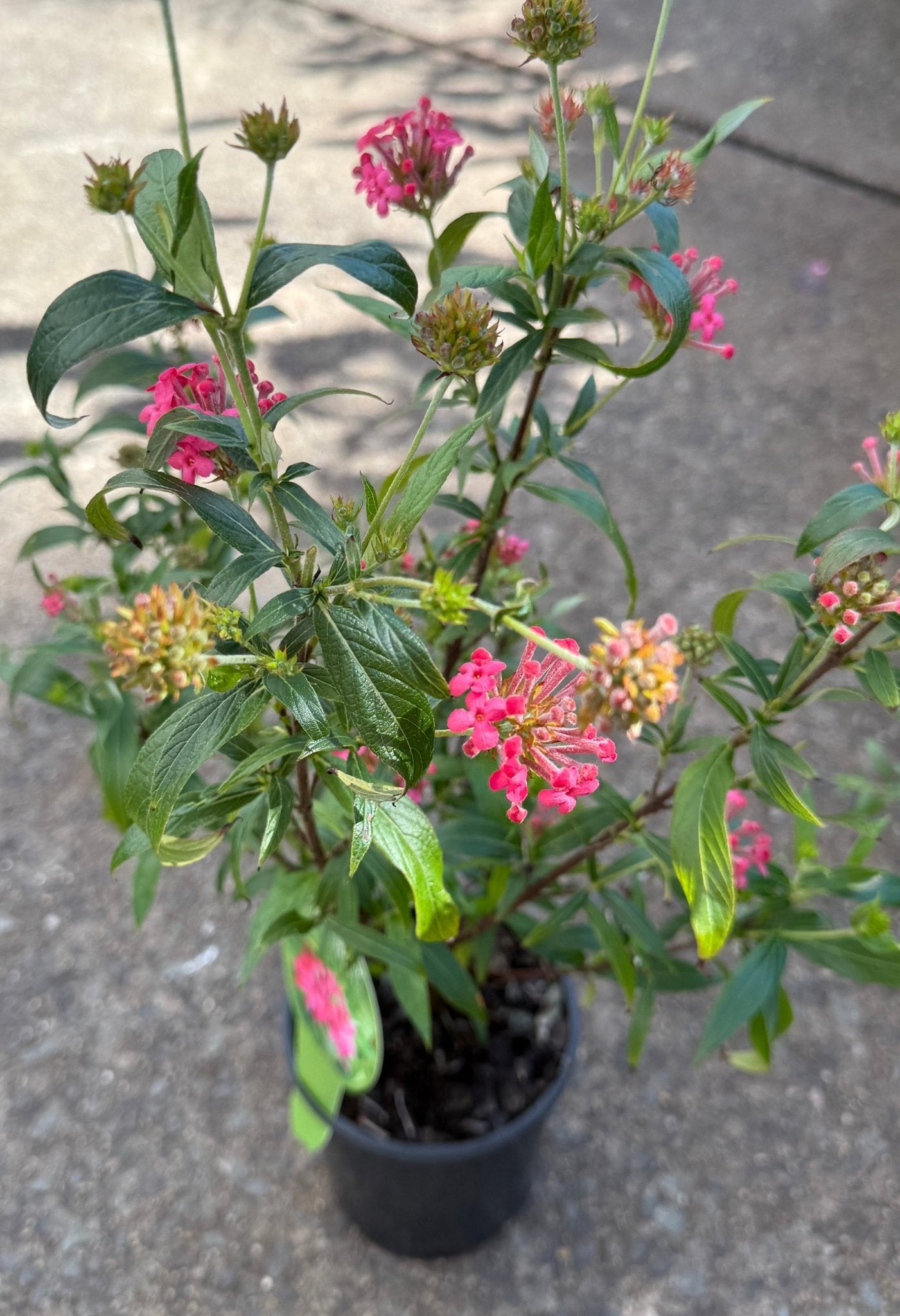 Sweet Caprice (Rondeletia leucophylla) - Ladybird Nursery