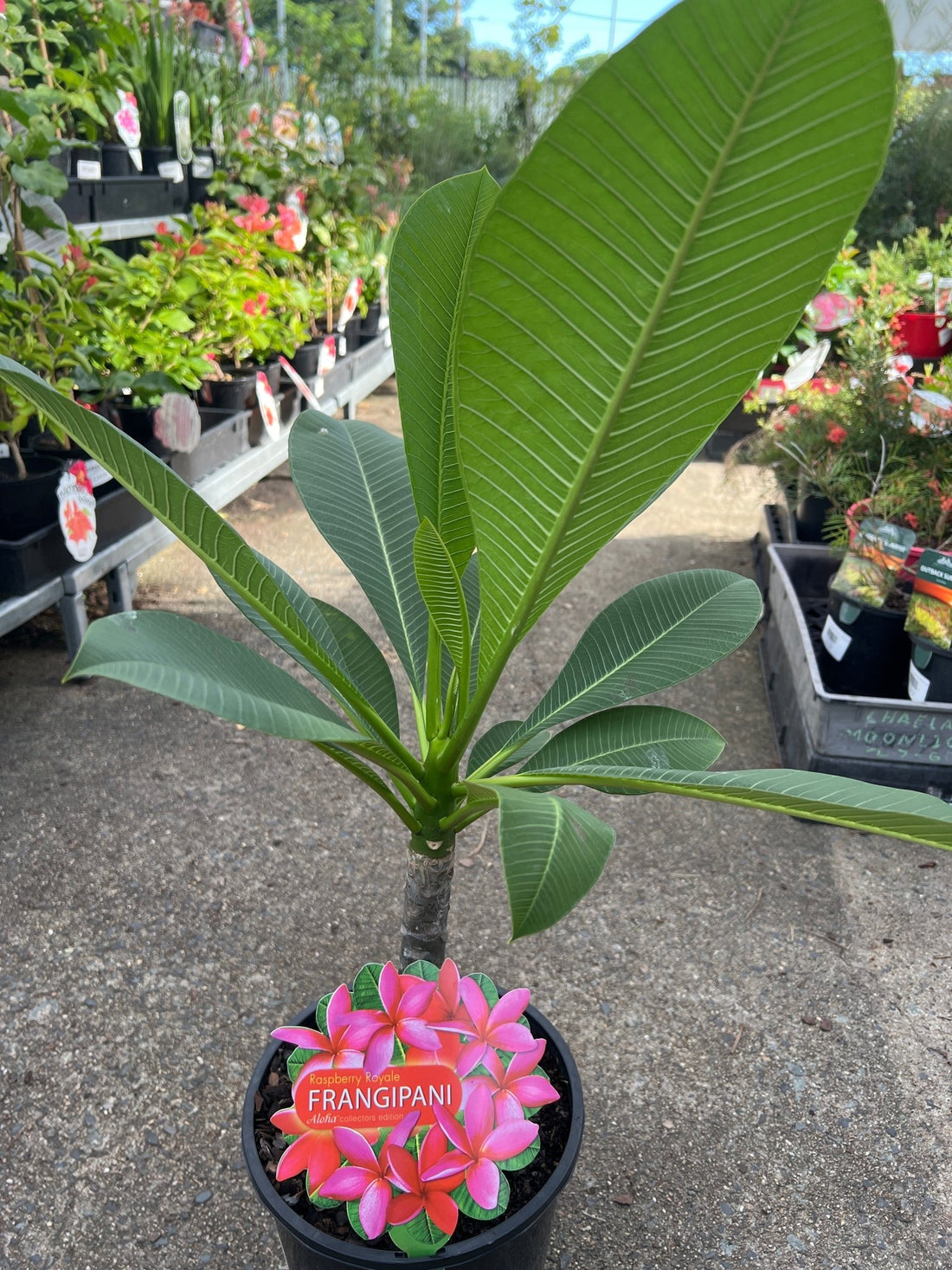 Frangipani Raspberry Royale (Plumeria rubra) - Ladybird Nursery