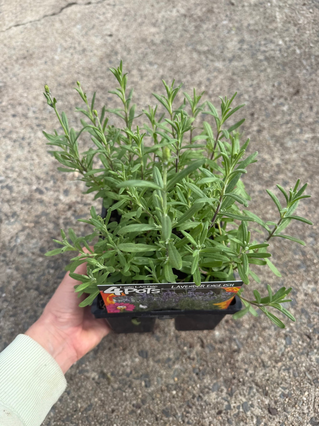 Lavender 'English' 4 Cell (PICKUP ONLY)