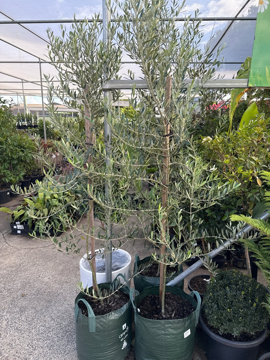 Olive Kalmata 45Lt (Pickup Only) - Ladybird Nursery