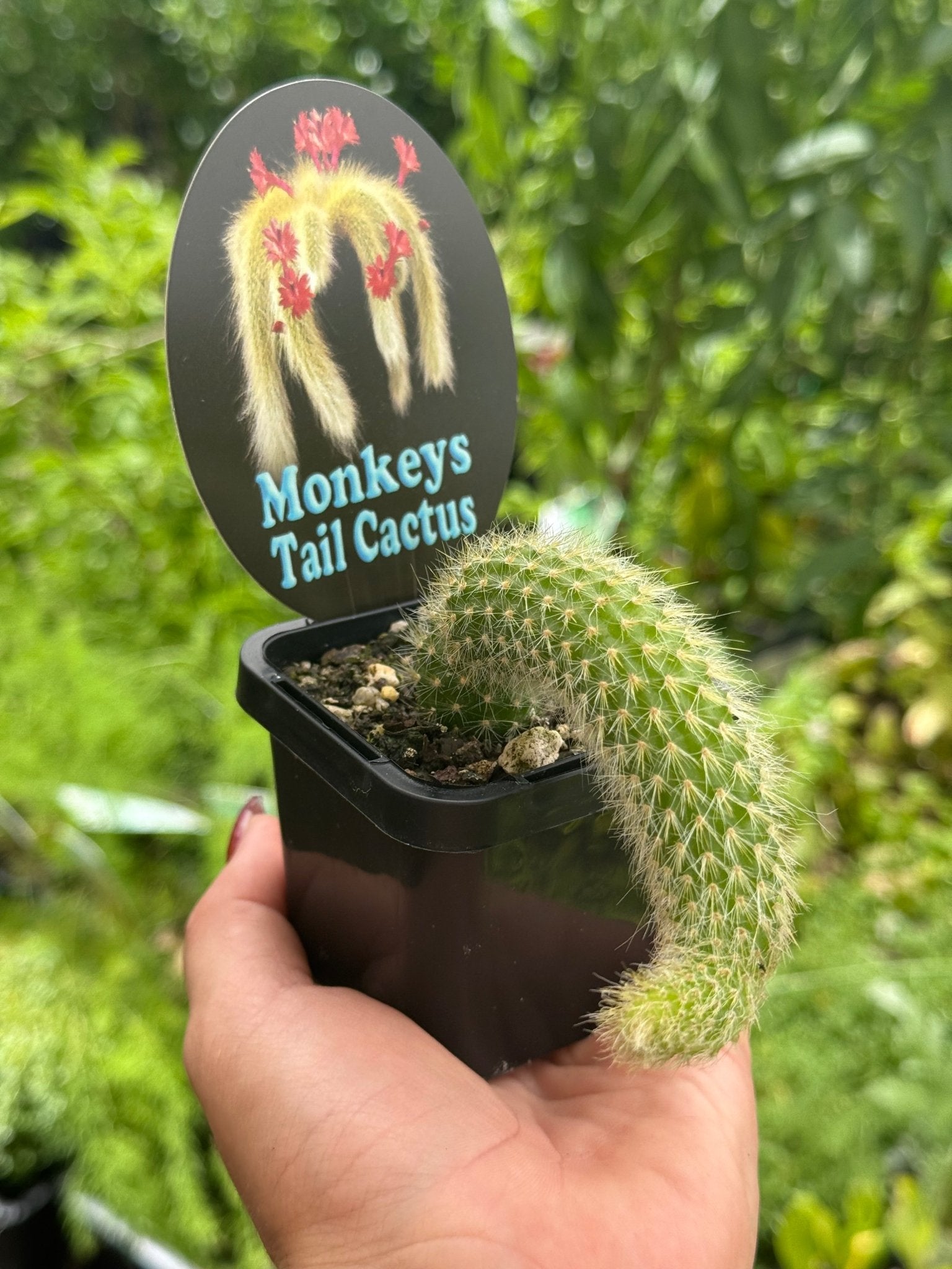 Monkey Tail Cactus - Ladybird Nursery