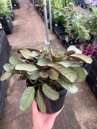 Ctenanthe 'Grey Star' - Ladybird Nursery