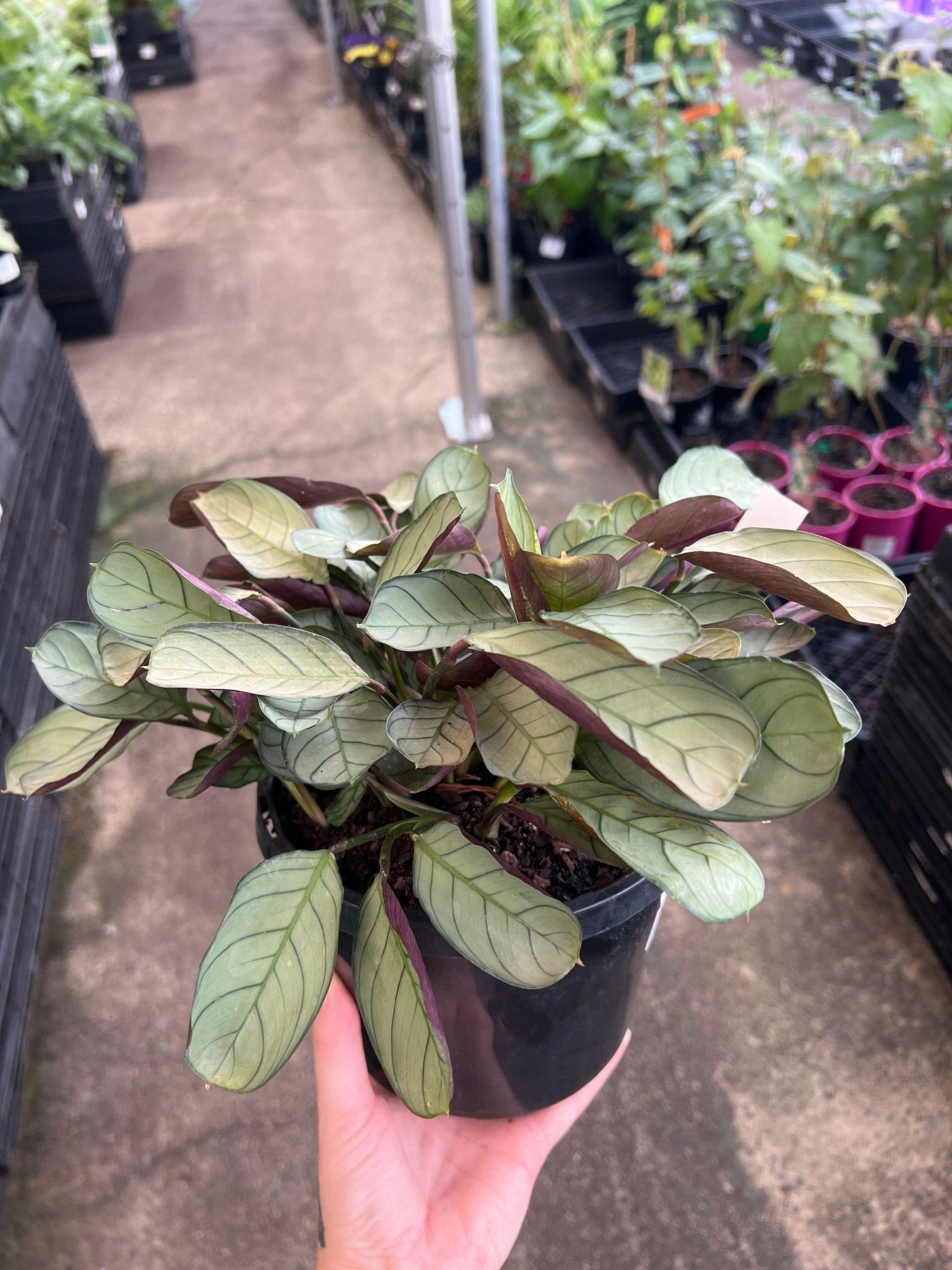 Ctenanthe 'Grey Star' - Ladybird Nursery