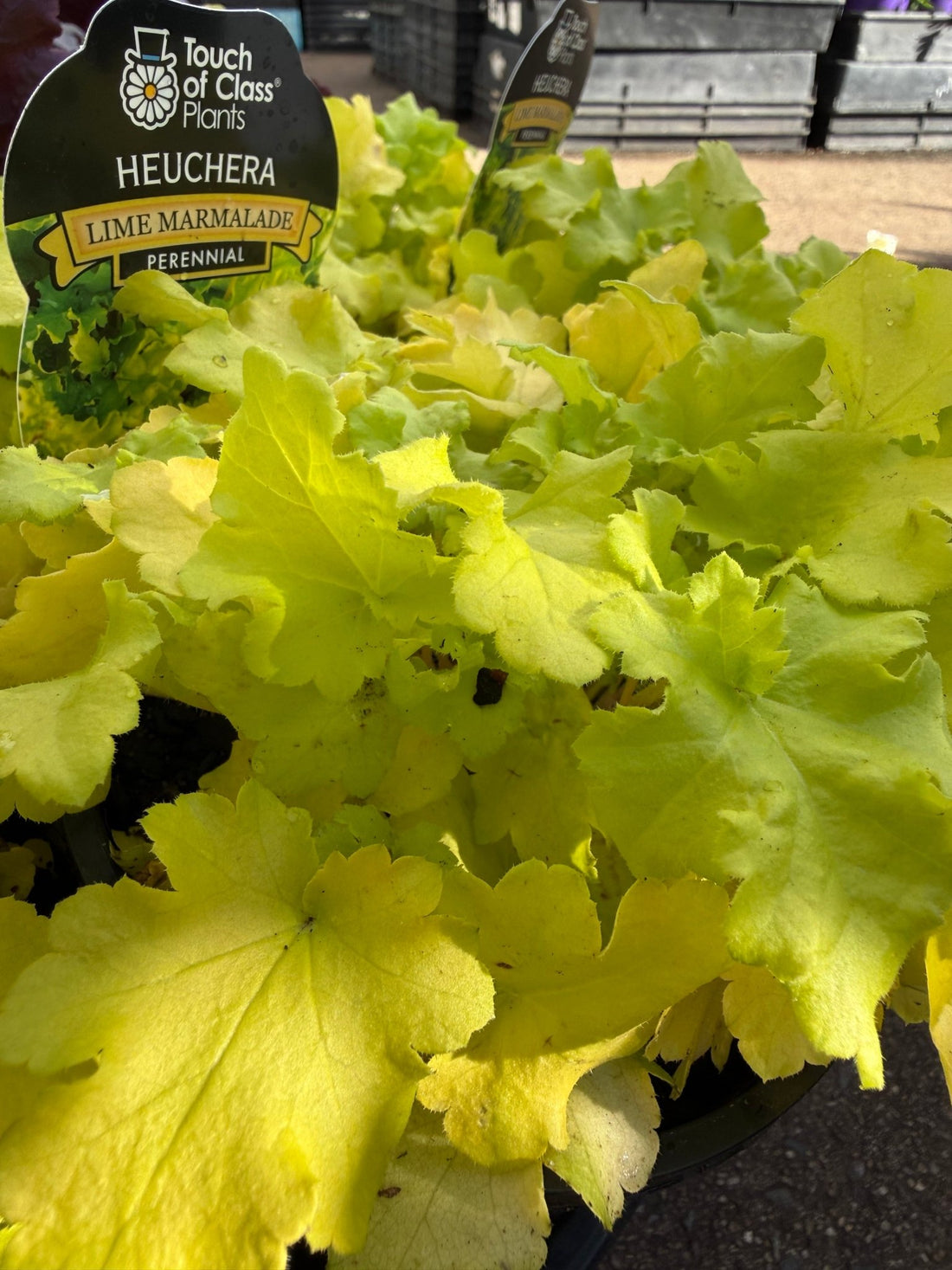 Heuchera 'Lime Marmalade' - Ladybird Nursery