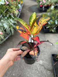 Croton 'Mrs Iceton' - Ladybird Nursery
