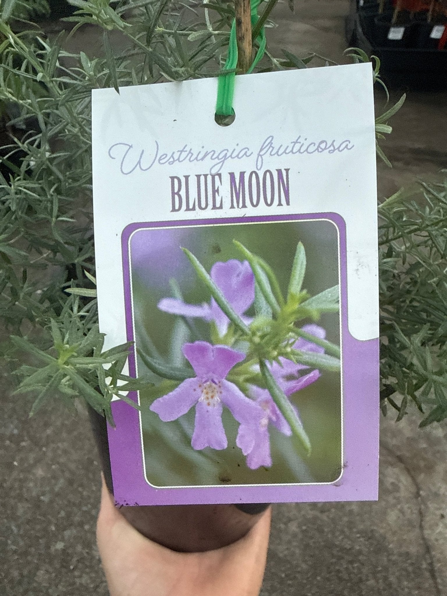 Coastal Rosemary 'Blue Moon' (Westringia fruticosa) - Ladybird Nursery