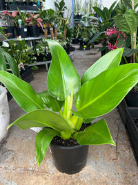 Philodendron Fat Boy 2.0 - Large (PICK UP ONLY) - Ladybird Nursery